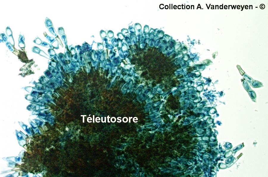 Puccinia mesnieriana