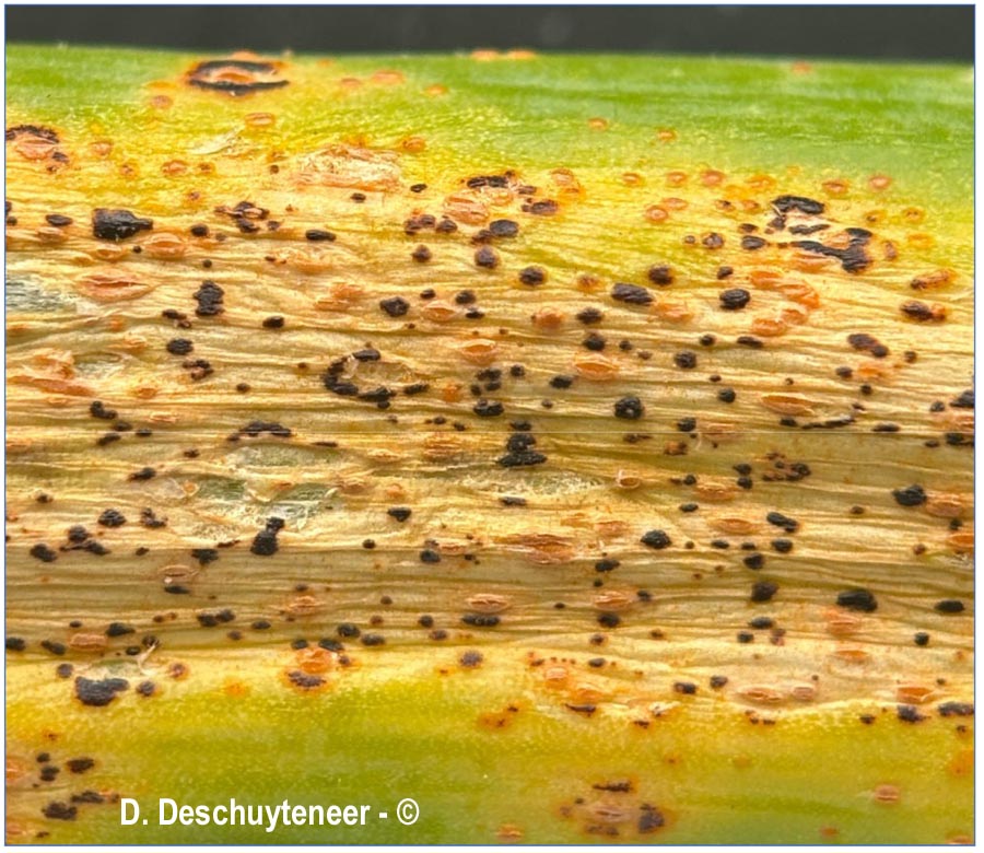 Puccinia mixta