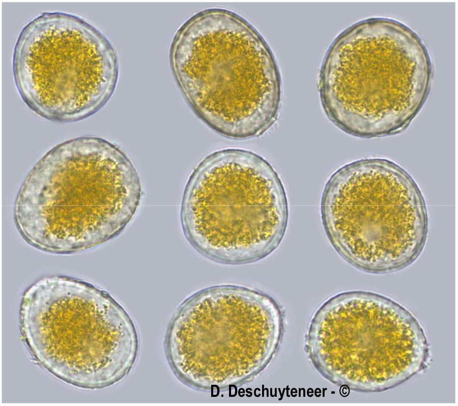Puccinia mixta