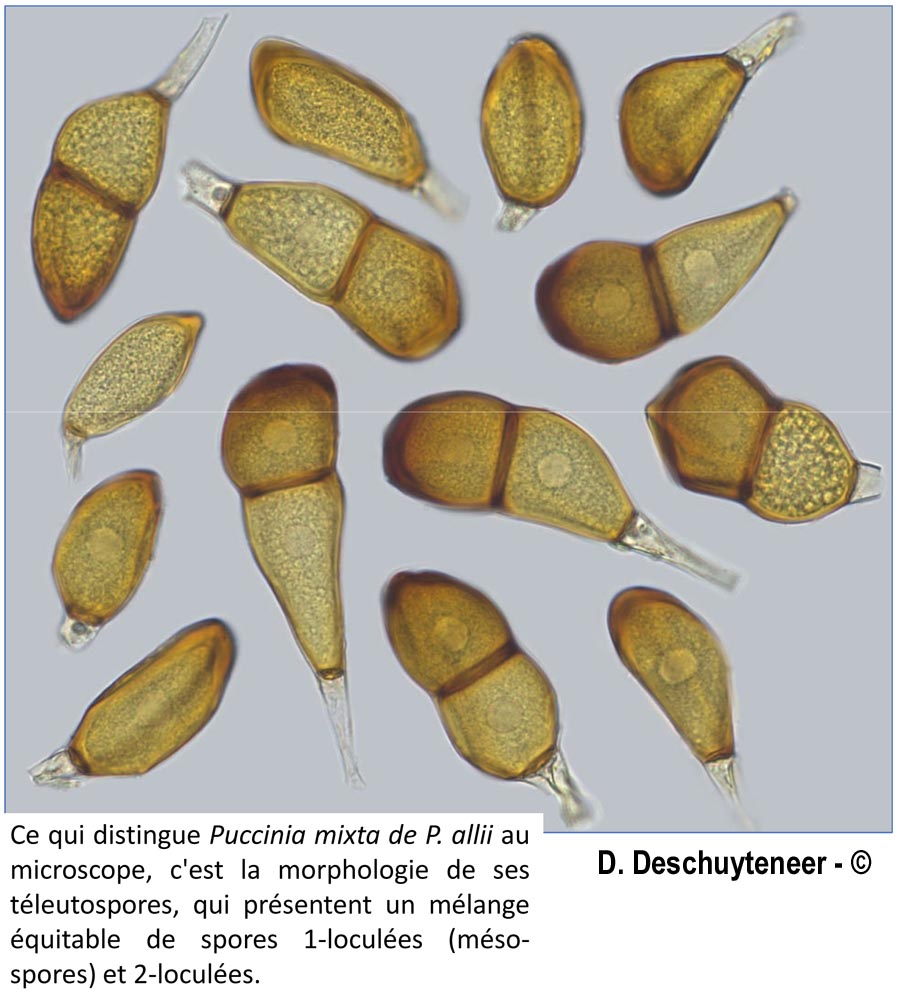 Puccinia mixta