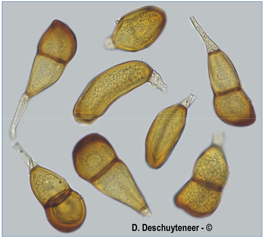 Puccinia mixta
