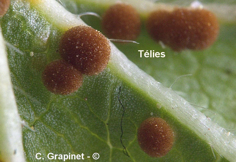 Puccinia modiolae