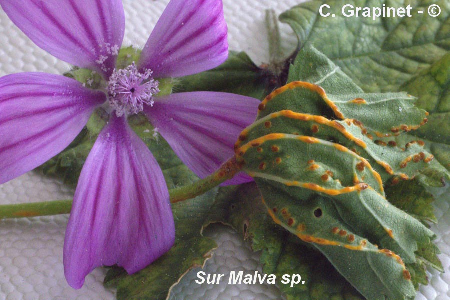 Puccinia modiolae