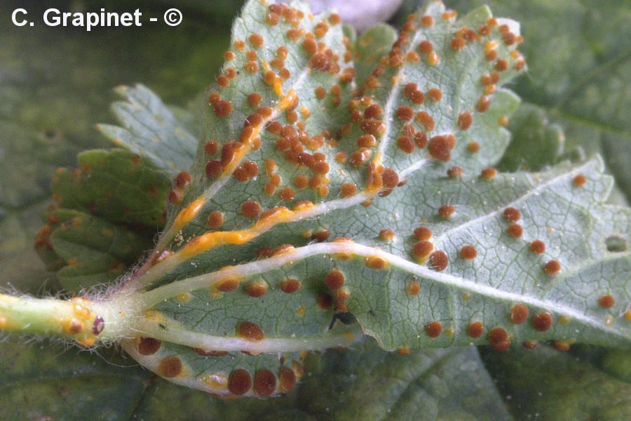 Puccinia modiolae