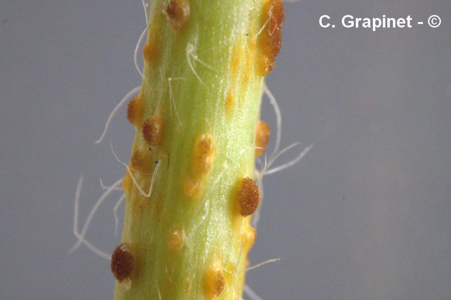 Puccinia modiolae