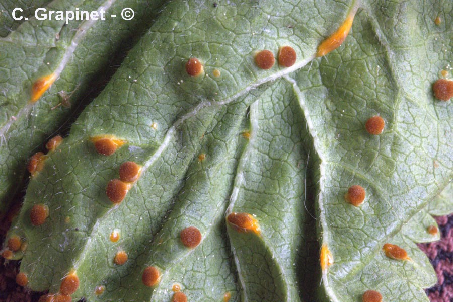 Puccinia modiolae
