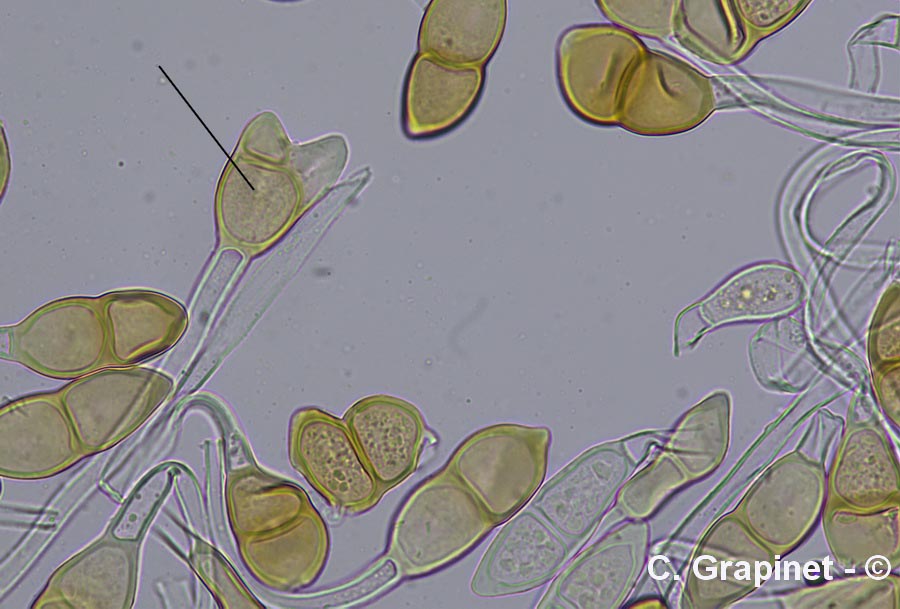 Puccinia modiolae