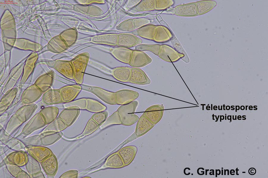 Puccinia modiolae