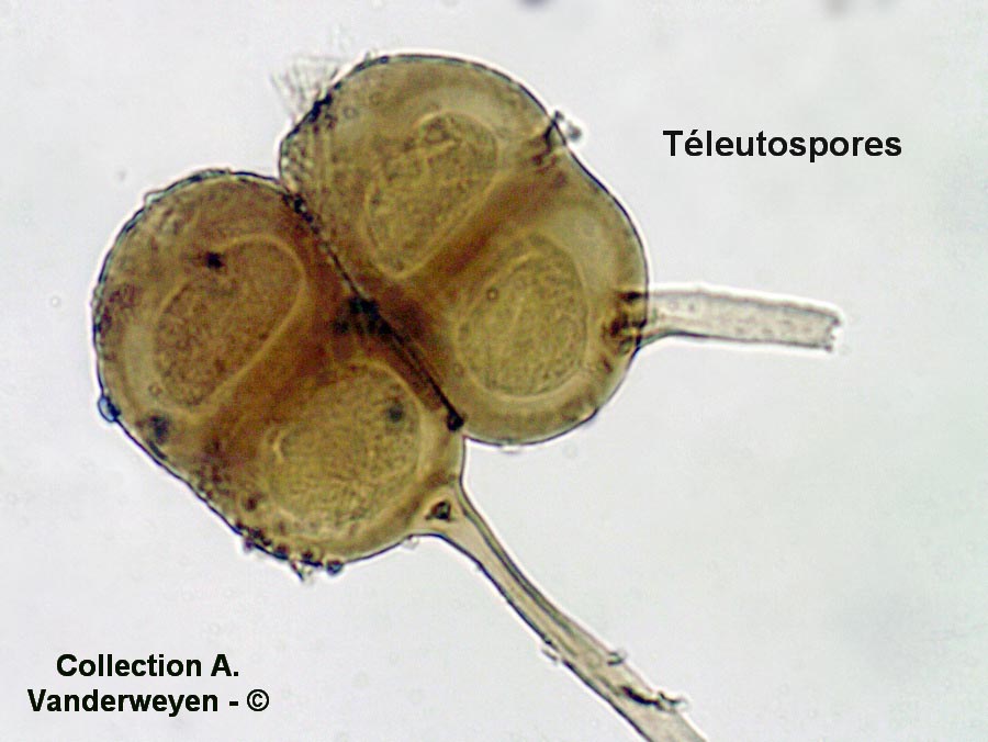 Puccinia moliniae