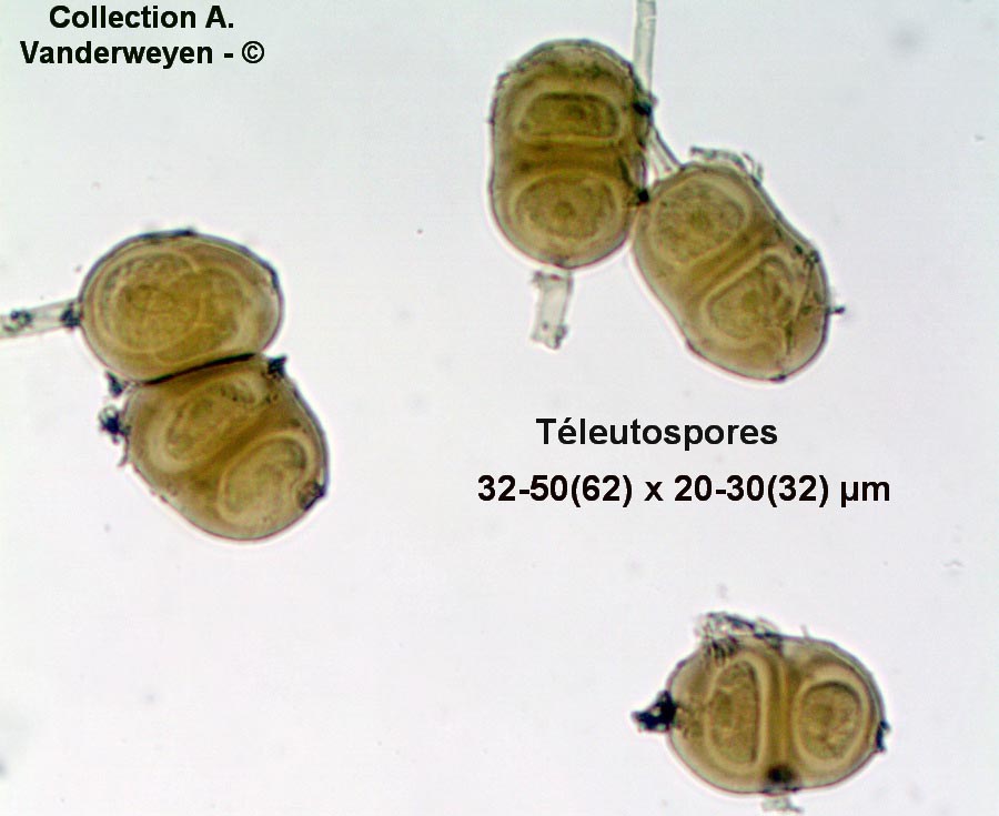 Puccinia moliniae