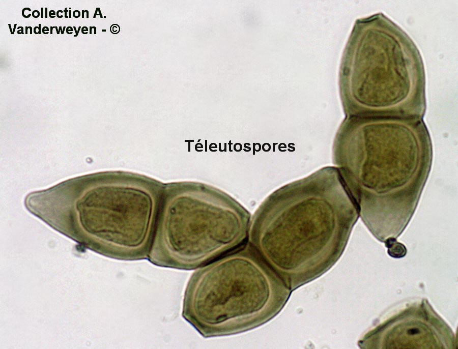 Puccinia morthieri