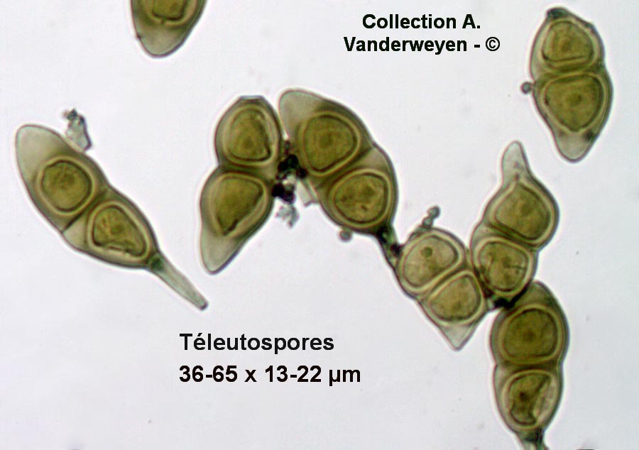 Puccinia morthieri