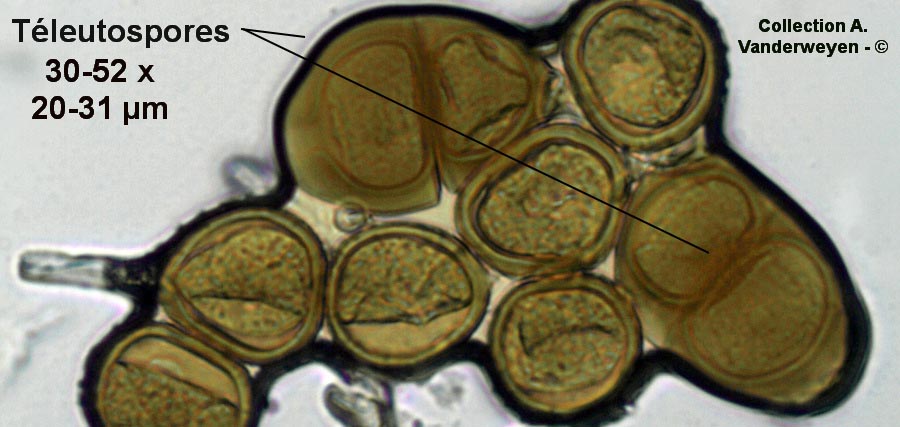 Puccinia nigrescens