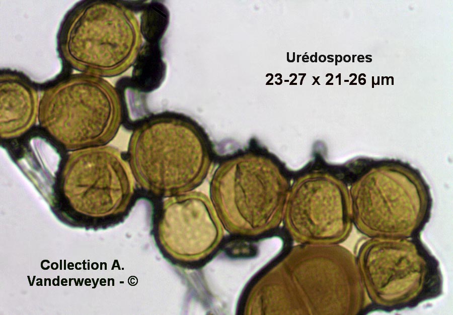 Puccinia nigrescens