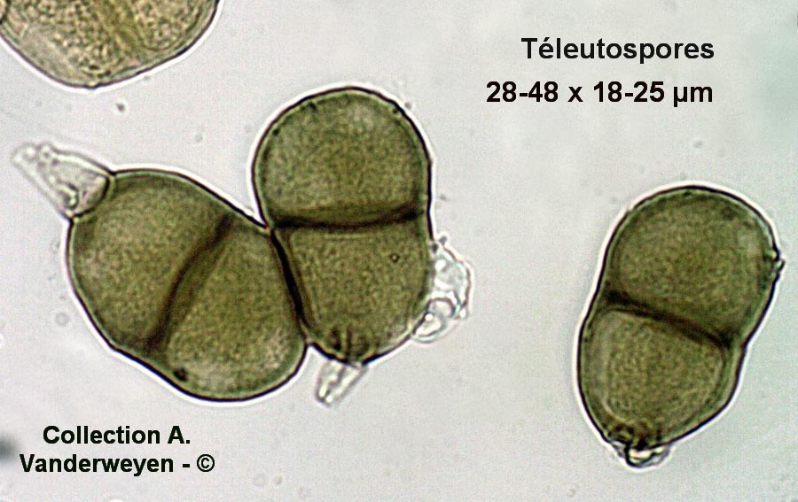 Puccinia nitida