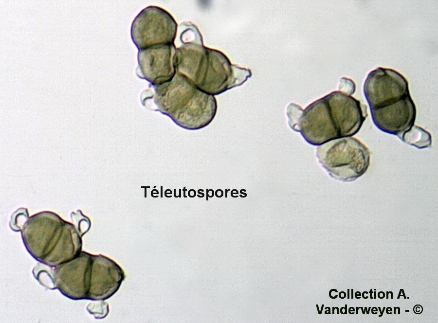 Puccinia nitida