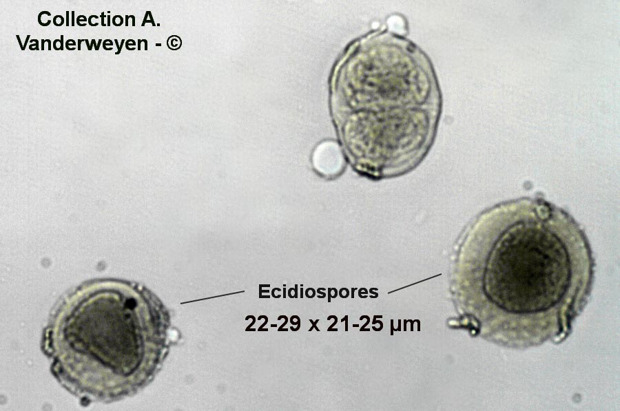 Puccinia nitida