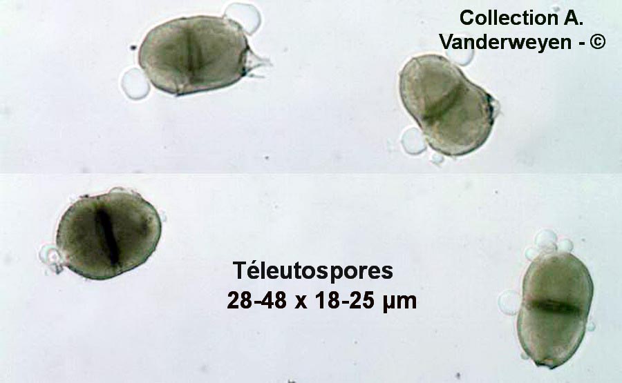 Puccinia nitida