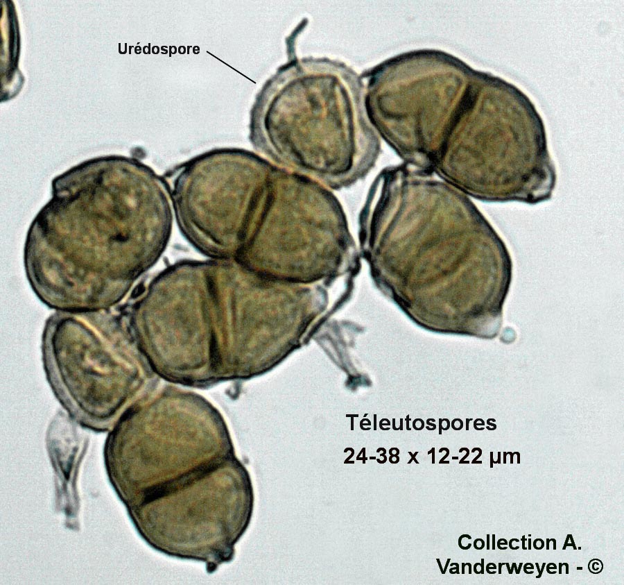 Puccinia argentata (Puccinia impatientis, Puccinia noli-tangere)