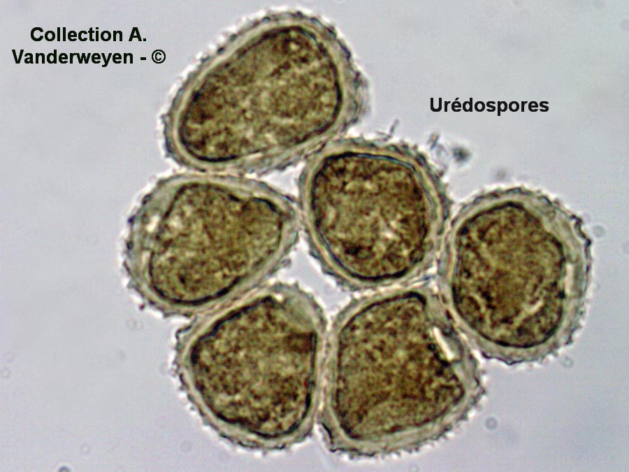 Puccinia obscura