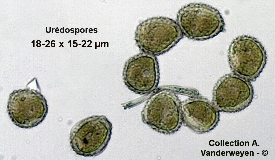 Puccinia obscura