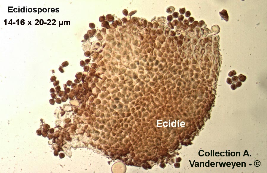 Puccinia obscura