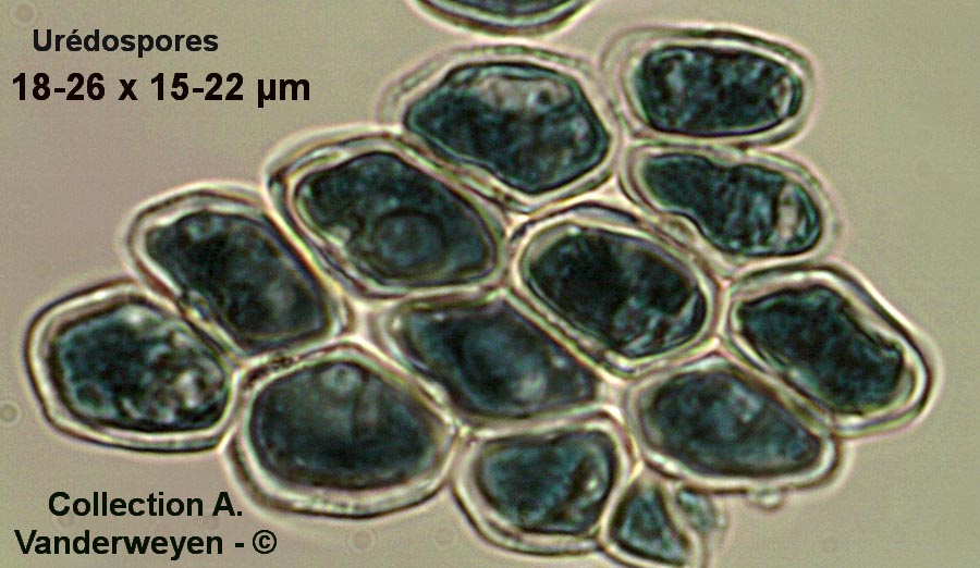 Puccinia obscura