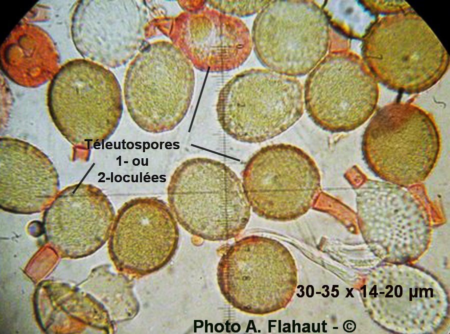 Puccinia obscura