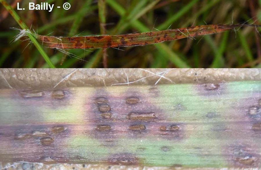 Puccinia obscura