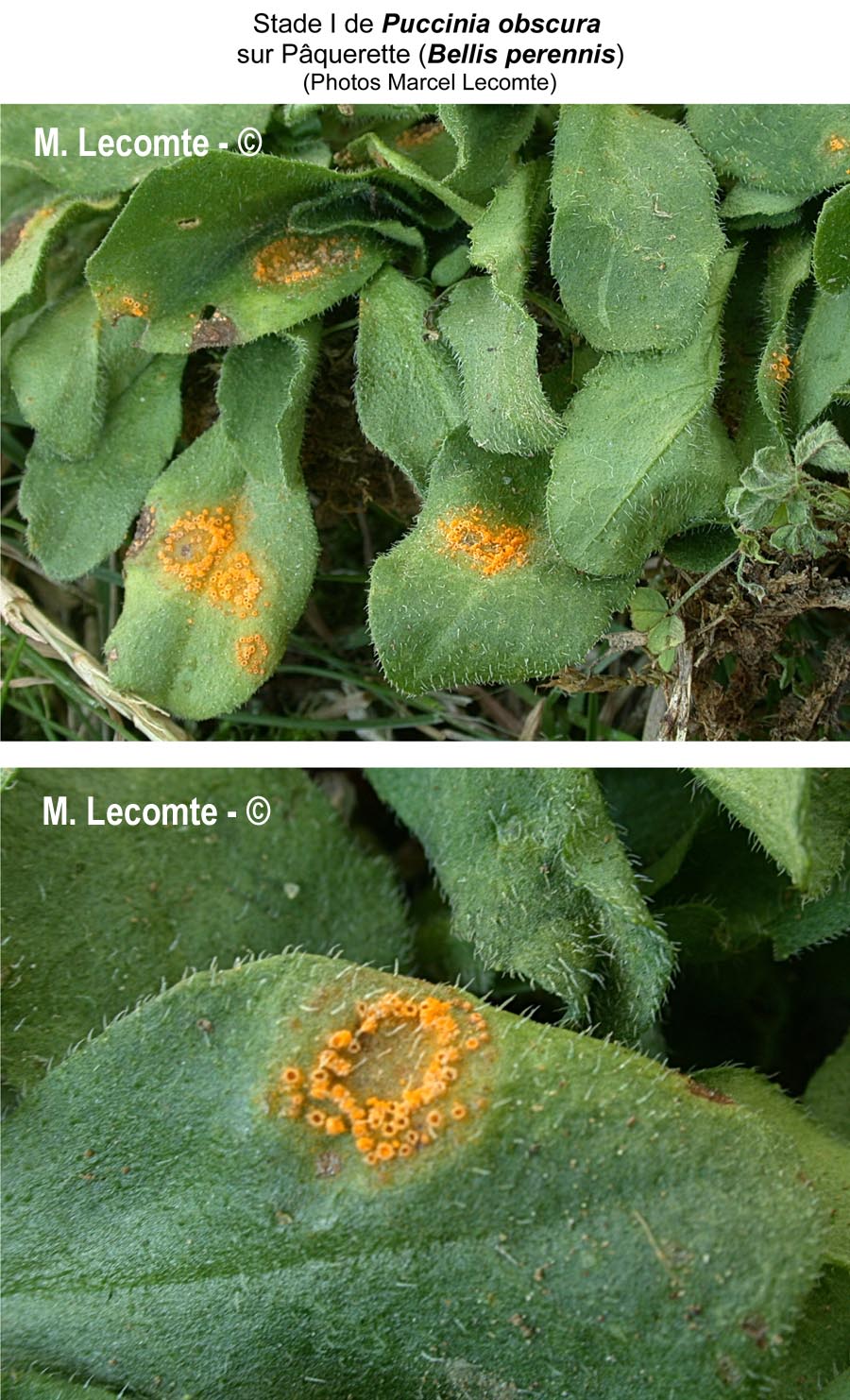 Puccinia obscura