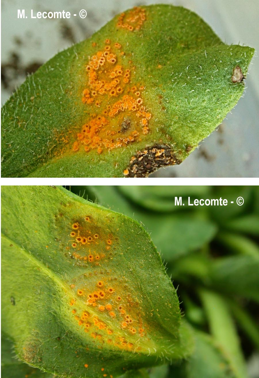 Puccinia obscura