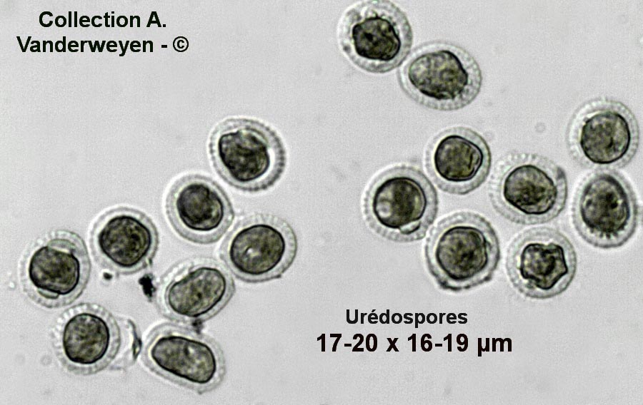 Puccinia oxalidis