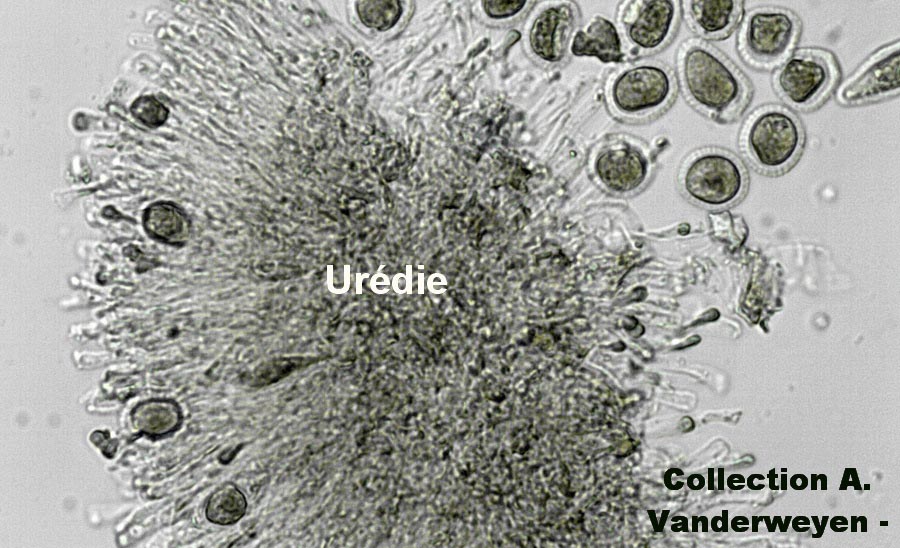 Puccinia oxalidis