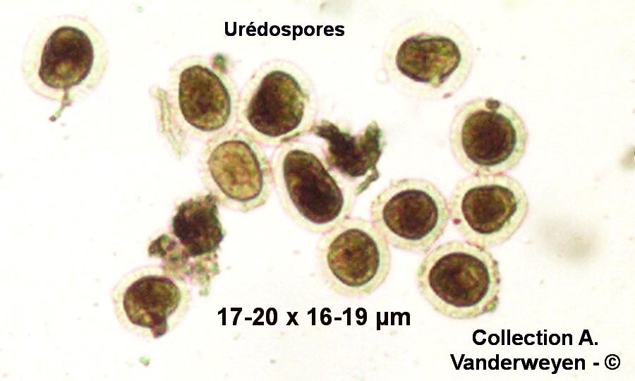 Puccinia oxalidis