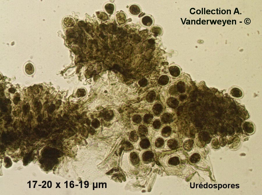 Puccinia oxalidis