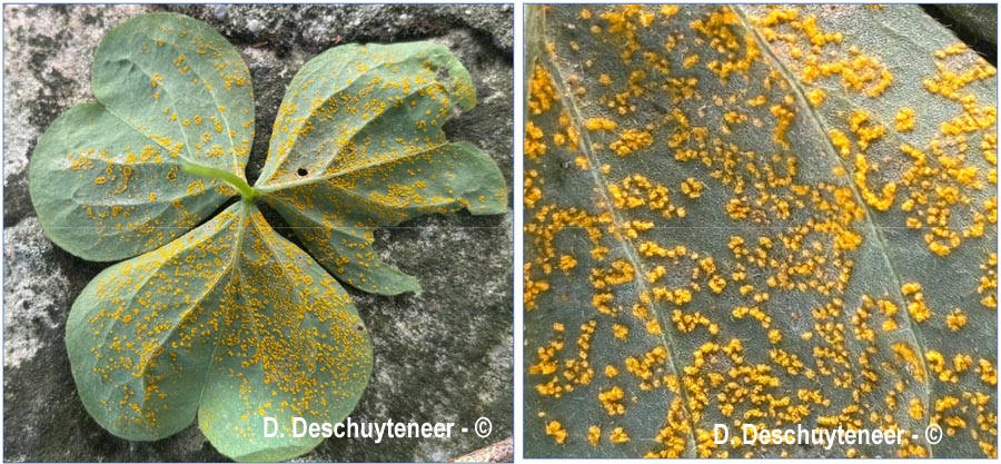 Puccinia oxalidis