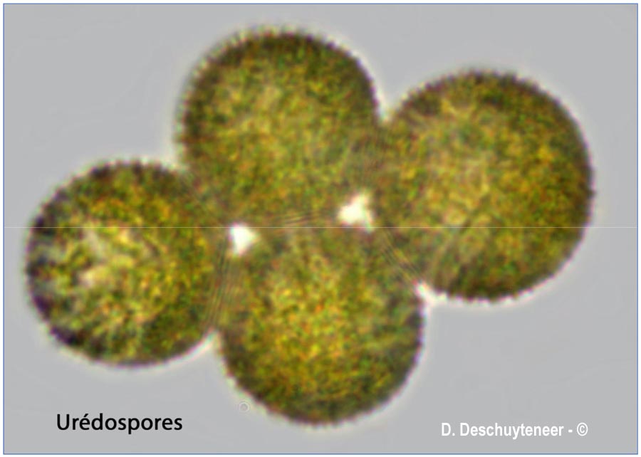 Puccinia oxalidis