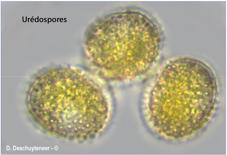 Puccinia oxalidis