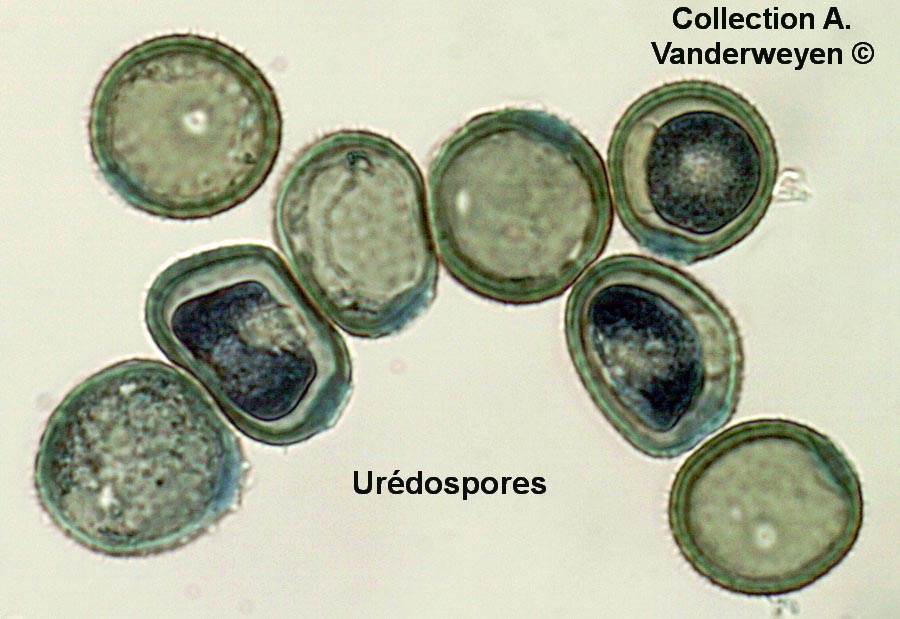 Puccinia pelargonii-zonalis