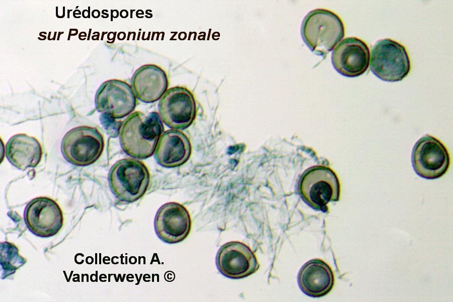 Puccinia pelargonii-zonalis