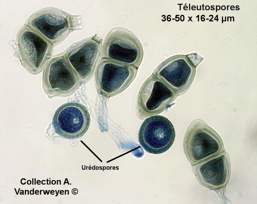 Puccinia pelargonii-zonalis