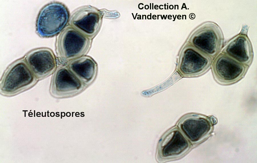 Puccinia pelargonii-zonalis