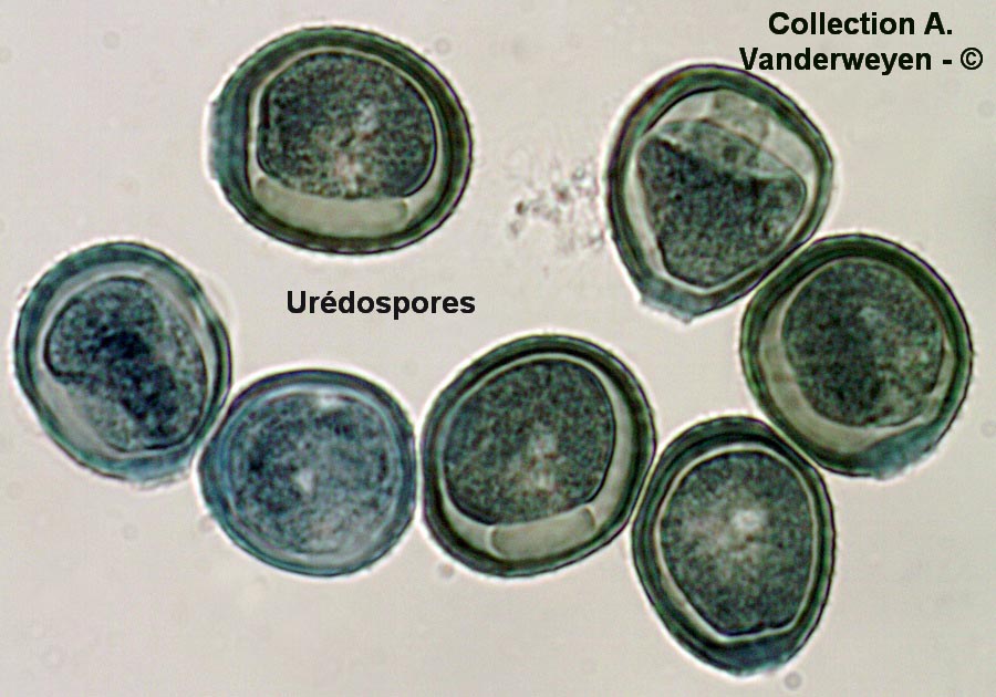 Puccinia pelargonii-zonalis