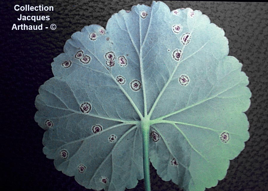 Puccinia pelargonii