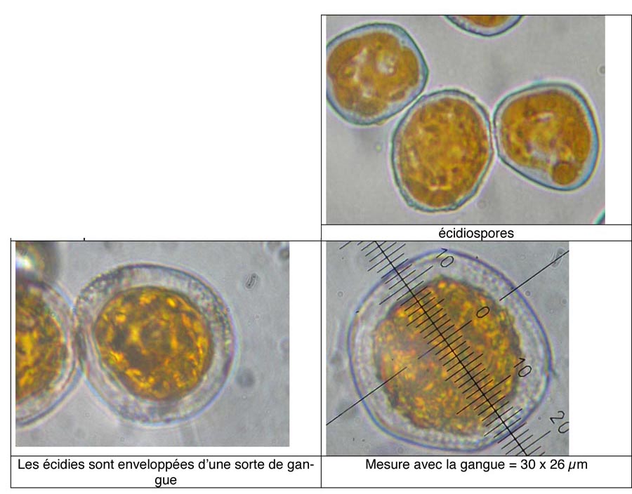 Puccinia persistens