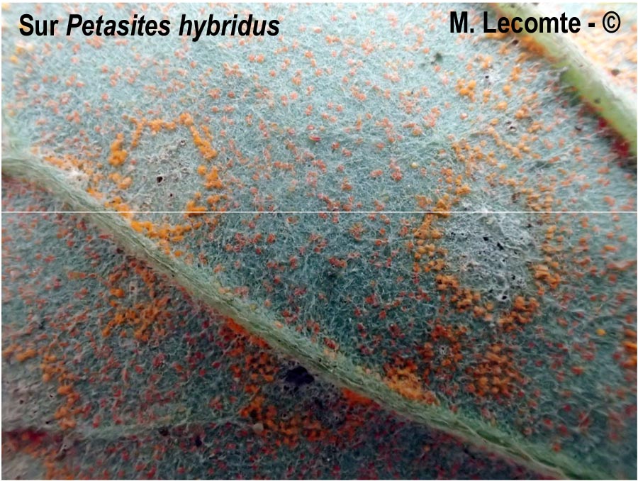 Puccinia petasitis-pendulae