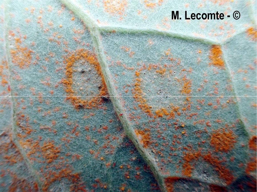 Puccinia petasitis-pendulae