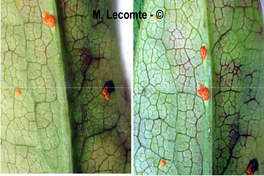 Puccinia petasitis-pendulae