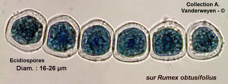 Puccinia phragmitis