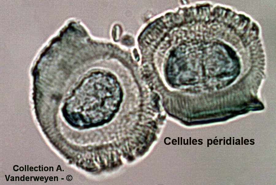 Puccinia phragmitis